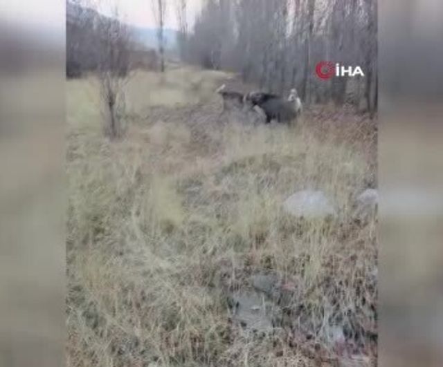 Muş'ta Karakale Köyünde Yaban Domuzunun Çoban Köpekleriyle Kovalamacası Kamerada