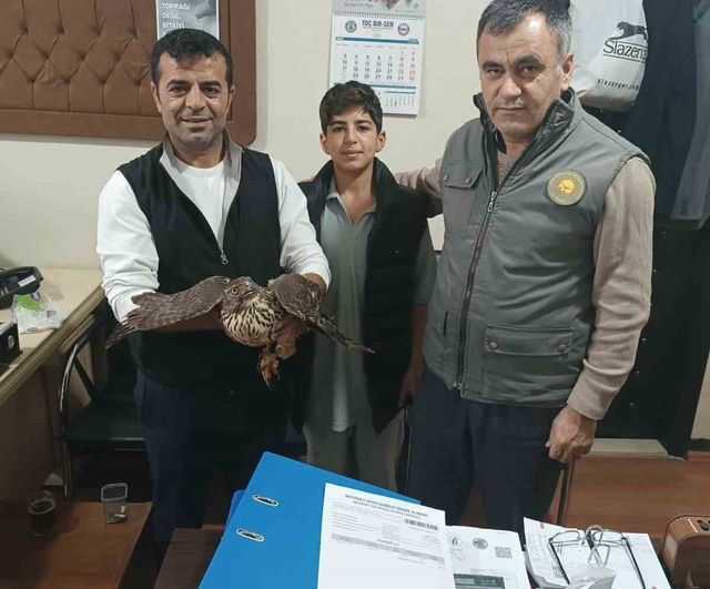 Muş'ta Yaralı Şahin DKMP'ye Teslim Edildi — Tedavi ve Rehabilitasyon Başlatıldı