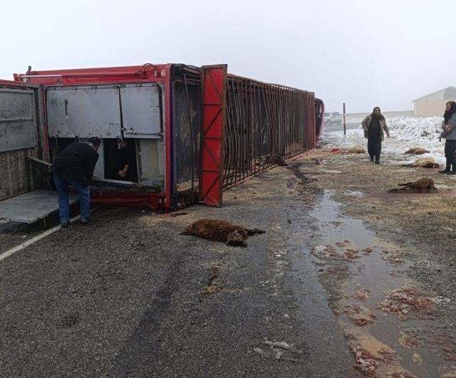 Patnos’ta hayvan yüklü tır devrildi: 10 küçükbaş telef oldu