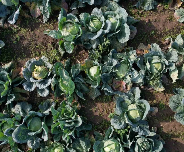 Sakarya'da beyaz lahana hasadı sürüyor: Tarladan pazara fiyat farkı dikkat çekiyor