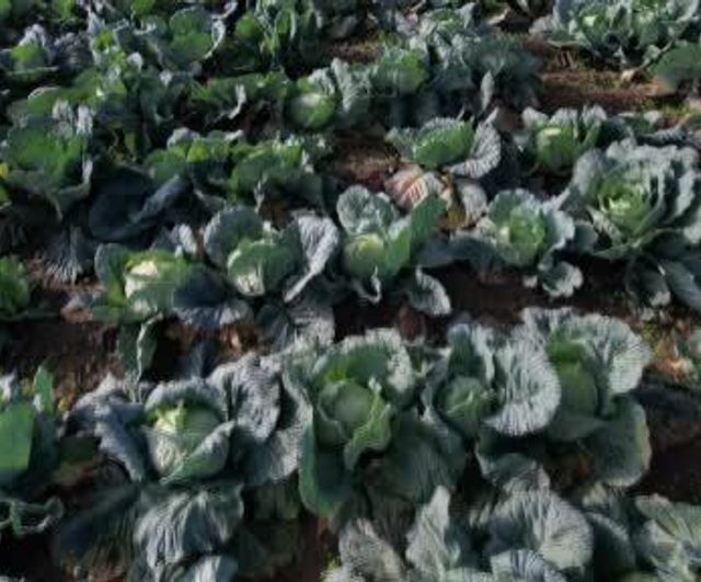 Sakarya'da beyaz lahana hasadı: Tarlada 40-50 liraya alınan lahana pazarda 150-200 liraya satılıyor