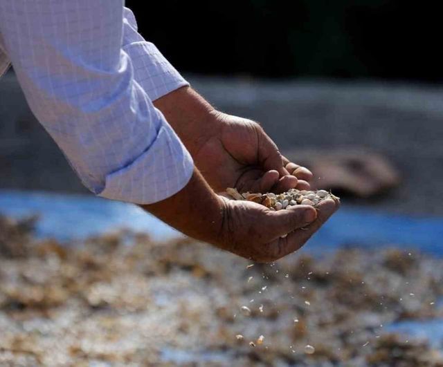 Samsun'da bitkisel ve hayvansal üretime destekler sürüyor: Sözleşmeli üretimle ihtiyaç sahibi ailelere dağıtım