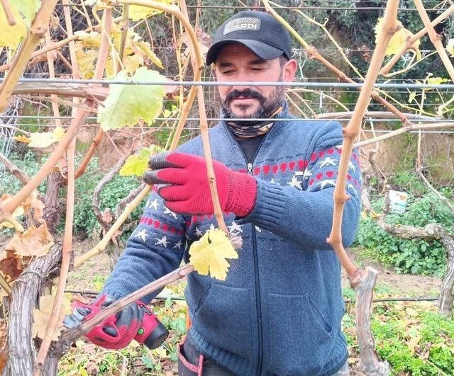 Sarıgöl'de artan budama yevmiyeleri üreticileri aile emeğine yöneltti
