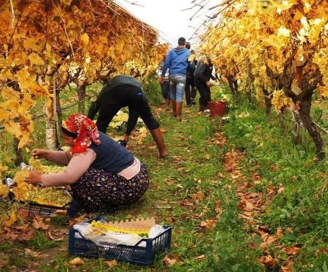 Sarıgöl'de Sultaniye üzüm hasadında sona yaklaşıyor