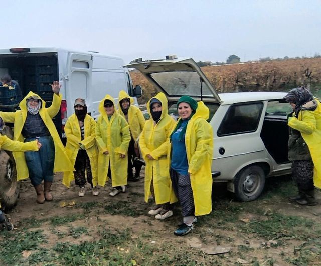 Sarıgöl'de Yağmur ve Çamura Rağmen Üzüm Hasadı Sürüyor