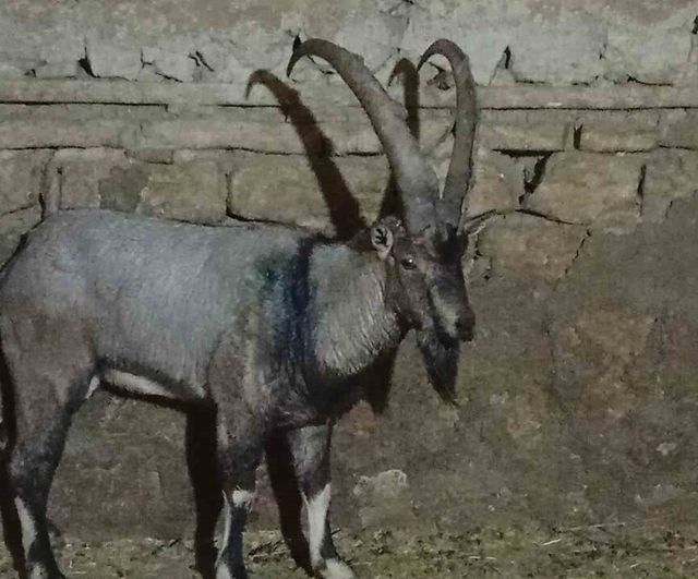 Sivas Gürün'de Yaralı Dağ Keçisi Ahıra Alındı; Aile 'Garip' Adını Verdi