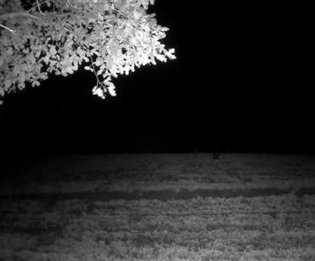 Tekirdağ Ganos Ormanları'nda fotokapanlara yansıyan yaban domuzu sürüleri