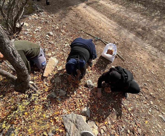 Toros Dağları'nda 30 Yıl Önce Aşılanan Beşbıyık Ağaçları Akseki'de Gelir Kaynağına Dönüştü