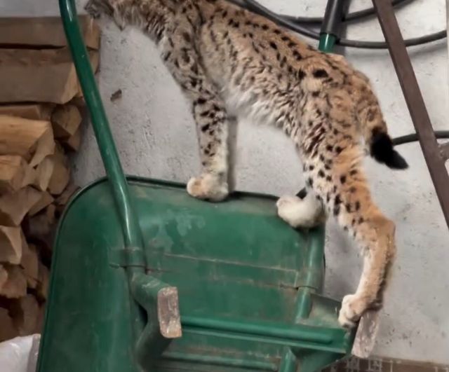 Torul'da yavruluktan çıkmış vaşak ilçe merkezinde ev önünde görüntülendi