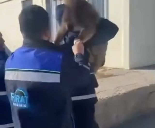 Tunceli'de Bahçe Çitine Sıkışan Yaban Keçisini Fırat EDAŞ Ekipleri Kurtardı