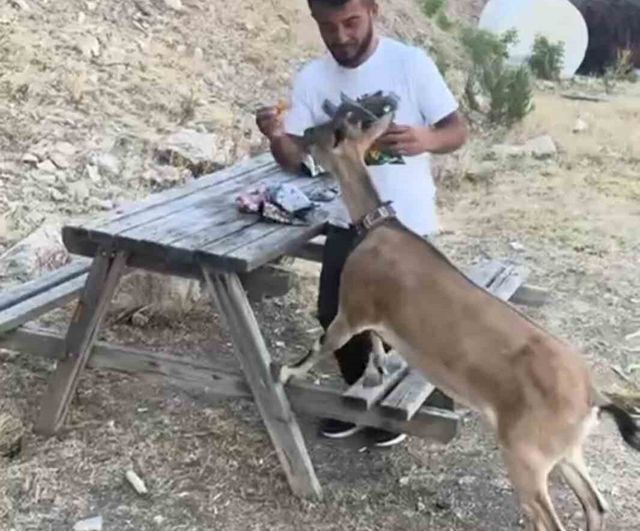Yozgat'ta Kazankaya Kanyonu'nda Coşkun Uzun dağ keçisini elleriyle besledi