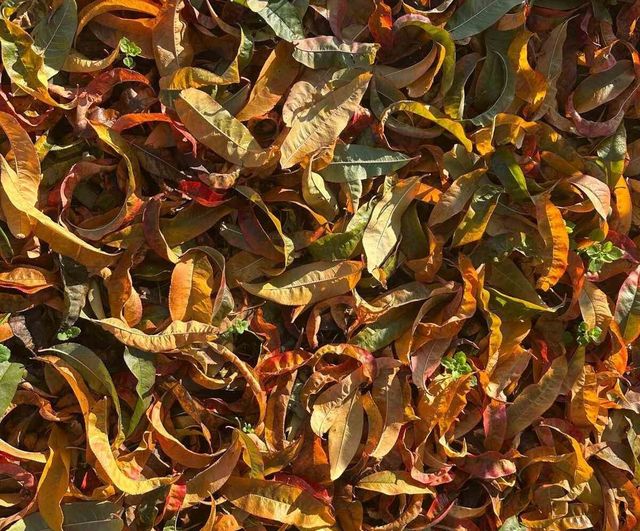 Zirai don ve kuraklık meyve üretimini etkiledi: Ağaçlar sonbahar renklerine büründü