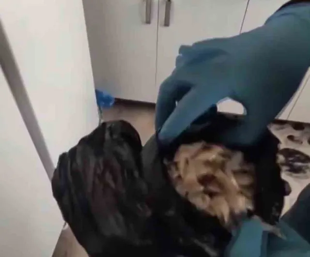 Adana'da evde ele geçirilen hammaddeden 4 kilo 983 gram bonzai üretildi; şüpheli E.A. tutuklandı