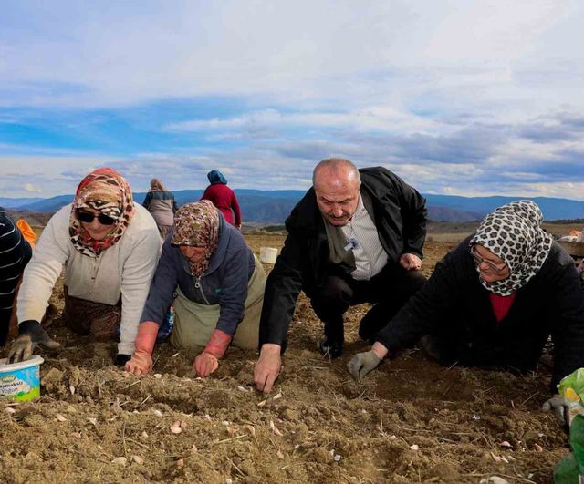 Başkan Arslan, Taşköprü sarımsağı hasadında günlük işçilerle buluştu