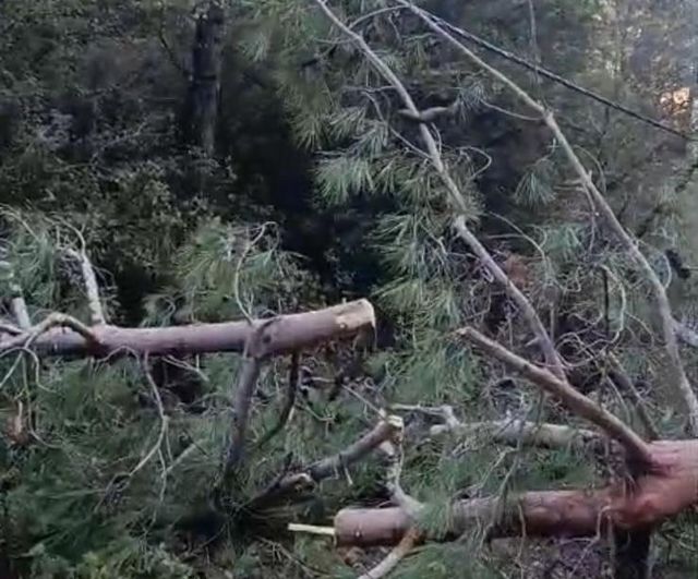Buldan'da fırtına ulaşımı aksattı; vatandaşlar devrilen ağaçları kaldırarak yolu açtı