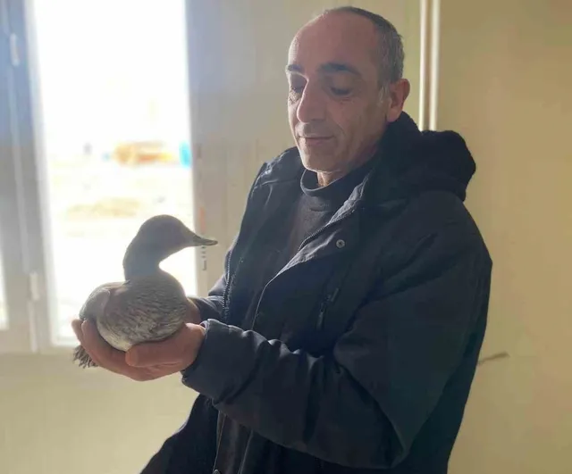 Çatalzeytin'de şantiyede yaralı yabani ördek iki gün beslendikten sonra Doğa Koruma'ya teslim edildi