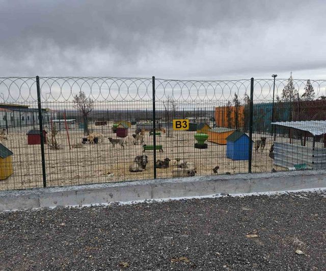 Eskişehir'de barınakta aç kaldığı ileri sürülen köpekler iddiası: Belediye soruşturma başlattı