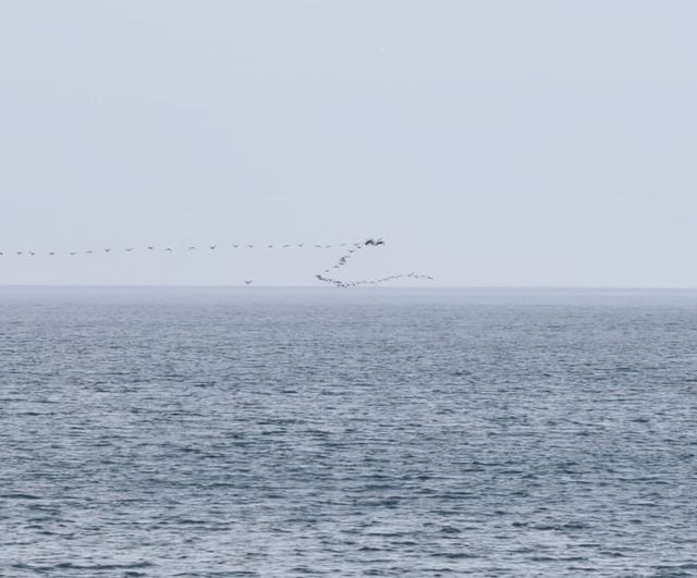 Hopa açıklarında göçmen kuşların senkronize uçuşu görüntülendi
