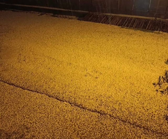 Mersin'de Dolu Etkisi: Bozyazı'da Akşam Saatlerinde Tarımsal Zararlar