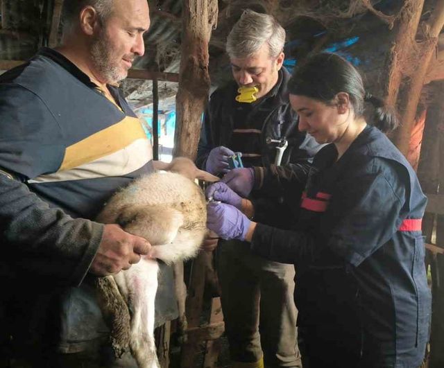 Yalova’da 2025’te hayvan sağlığı: kayıt, kimliklendirme ve aşılama çalışmaları