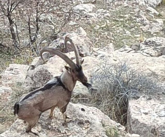 Gercüş'ün Kozlu kırsalında dağ keçisi cep telefonu kamerasına yansıdı