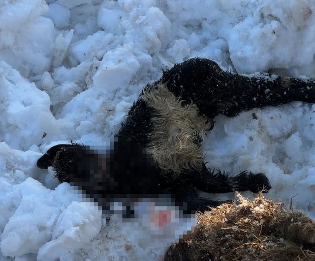 Hakkari Yüksekova'da ahır çatısı çöktü: 2 küçükbaş telef, 6 keçi kurtarıldı