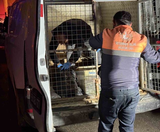 Sivas'ta iki katlı evde çıkan yangında 26 kedi telef oldu, 10 kedi kurtarıldı