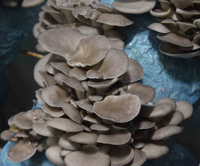 Avukat Girişimci Salih Günaydın, Antalya Aksu'da Günde 500–1000 kg İstiridye Mantarı Üretiyor