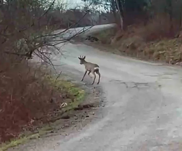 Bartın'da yol kenarında görülen karaca yavrusu ormanlık alana kaçtı