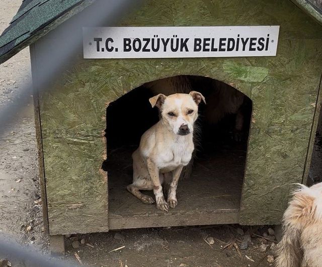 Bozüyük Doğal Yaşam Alanı'nda aç kalan köpeklerin birbirini yemesiyle ilgili inceleme başlatıldı