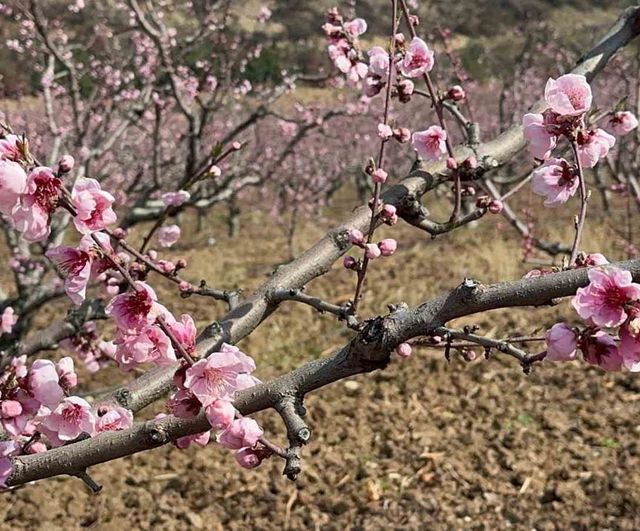 Bursa'da yangından kurtulan şeftali bahçeleri pembe çiçeklerle umut veriyor