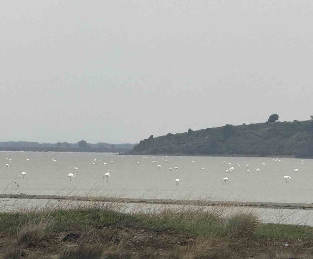 Eceabat Kaymakamı Kerem Yenigün Suvla Bölgesinde Doğa ve Biyolojik Çeşitliliği İnceledi