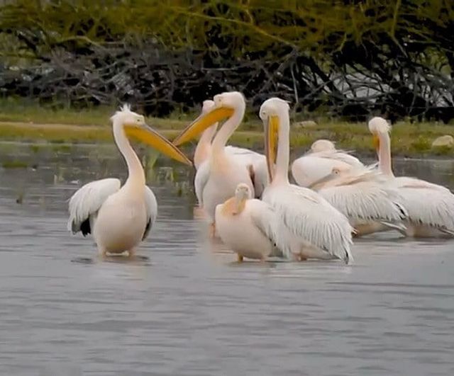 Göç Eden Pelikanlar Boğazköy Barajı'nda Mola Verdi