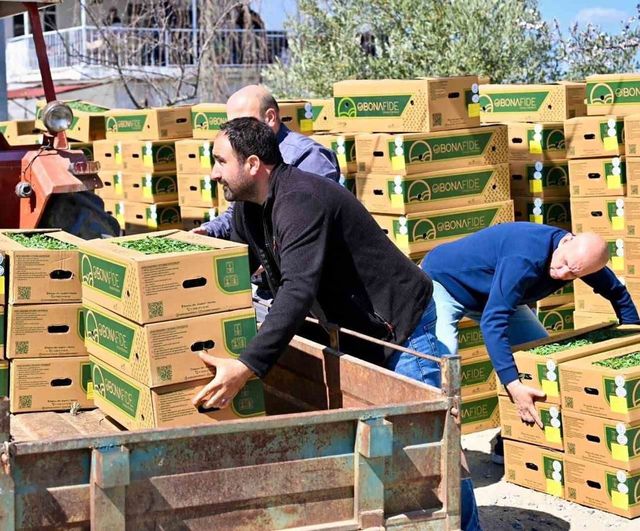 Gördes Çiğiller Mahallesi'ne 73 bin domates fidesi yüzde 75 hibeyle verildi