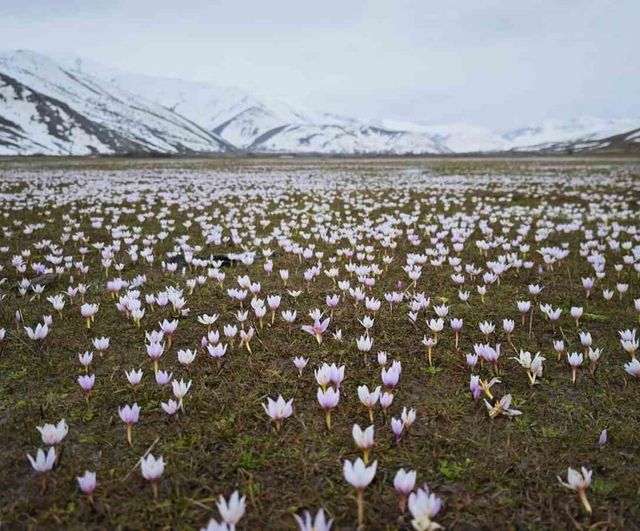 Güzeldere Vadisi'nde bahar: Tatvan-Hizan arasındaki vadi çiğdemlerle beyaz ve pembeye büründü