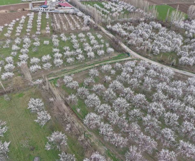 Iğdır’da kayısı ağaçları çiçek açtı: Ova beyaza büründü, üreticiler bereket umudu besliyor
