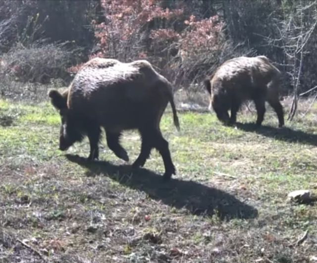 Karabük Ovacık'ta fotokapanla yiyecek arayan yaban hayvanları görüntülendi