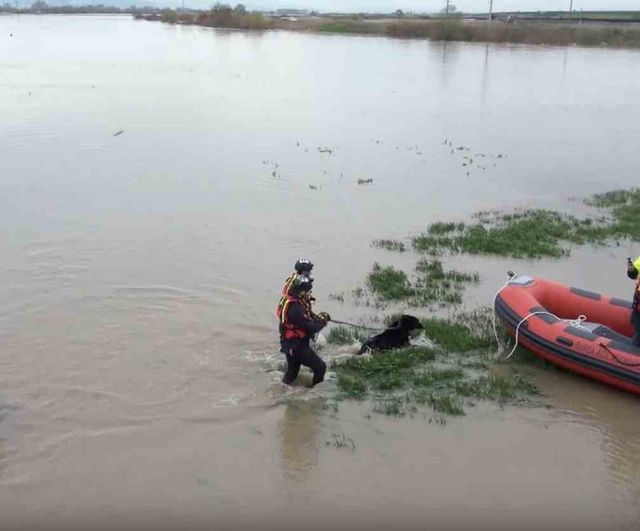 Karacabey'de su taşkınında mahsur kalan iki köpek Bursa Büyükşehir ekiplerince kurtarıldı