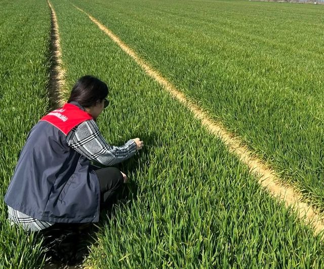 Lüleburgaz ve Pehlivanköy’de hububat tarlalarında kapsamlı saha çalışmaları sürüyor