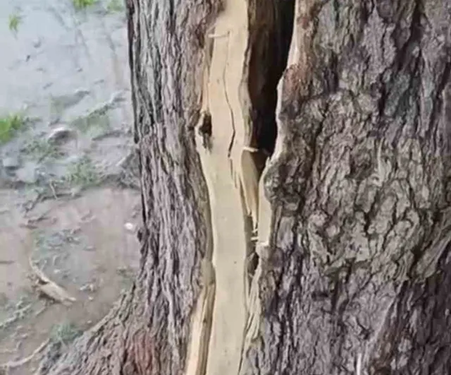 Mardin Kızıltepe'de Yıldırım Dut Ağacını İkiye Böldü