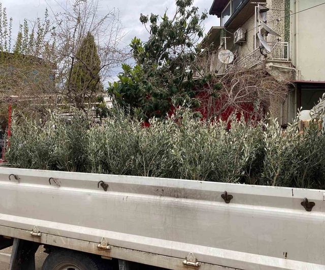 Sarıgöl’de Trilye zeytin fidanlarına yoğun talep: 4 bin sertifikalı fidan dağıtılıyor