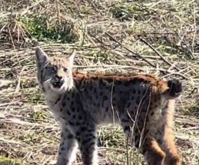 Sivas'ta nesli tehlike altındaki 'ormanın hayaleti' vaşak cep telefonu kamerasında