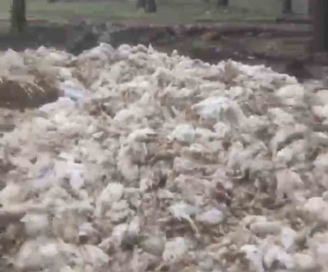 Tarsus Ardıçlı'da Ormanlık Alana Atılan Ölü Tavuklar Çevre ve Sağlık Endişesi Yarattı