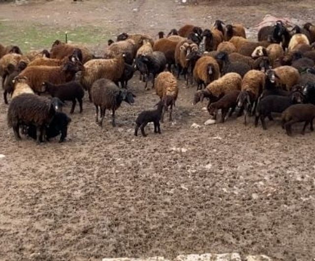 Ağrı Patnos'ta kuzu katma geleneği: Kuzular anneleriyle buluştu