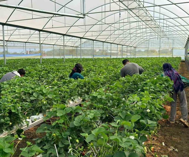 Almanya’da eğitim aldı, Serik’te topraksız çilek üretiminde hedef yıllık 100 ton