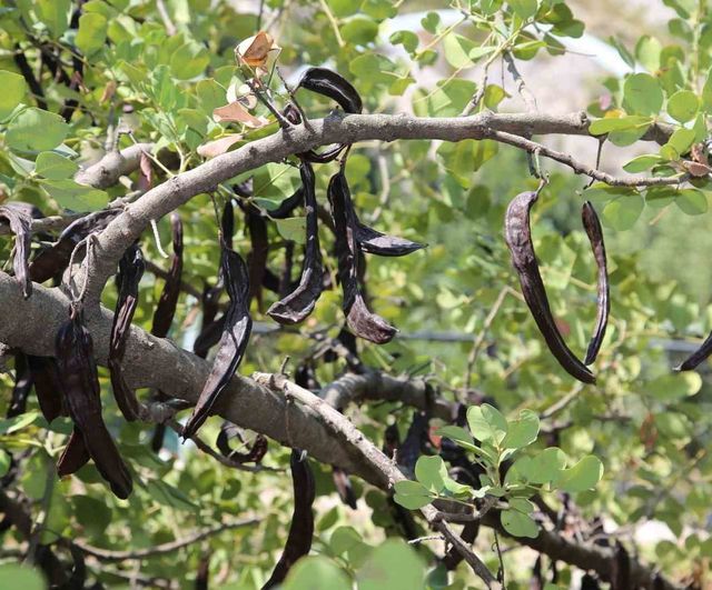 ALTSO Başkanı Erdem: Alanya keçiboynuzunun uluslararası tescili için AB başvurusunu gerçekleştirdik