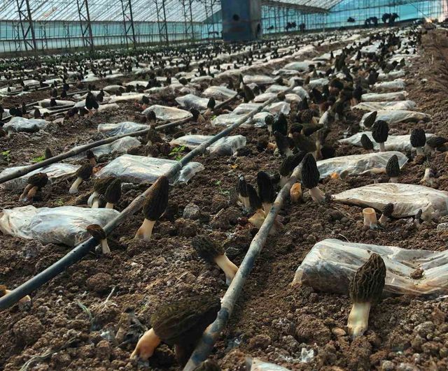 Antalya'da ziraat mühendisi Ömer Şahin, serada kuzugöbeği mantarı üretimine başladı