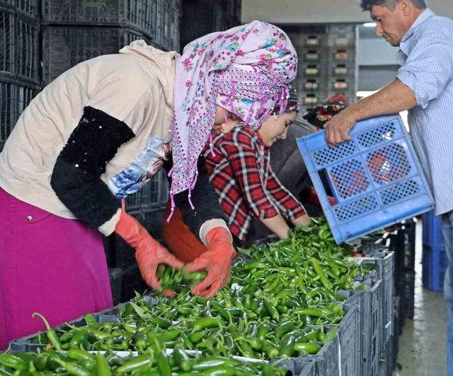 Antalya Ticaret Borsası Mart 2026 Hal Endeksi: Domates, Meyve ve Sebze Verileri