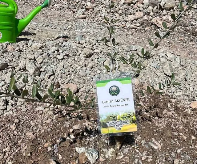 Artvin'de 450 Butko zeytin fidanı toprakla buluşturuldu — Üretim artışı ve yeni bahçeler hedefleniyor