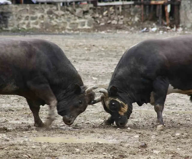 Artvin’de Boğa Güreşleri Sezonu Yusufeli Sarıgöl’de 31’inci Kez Açıldı